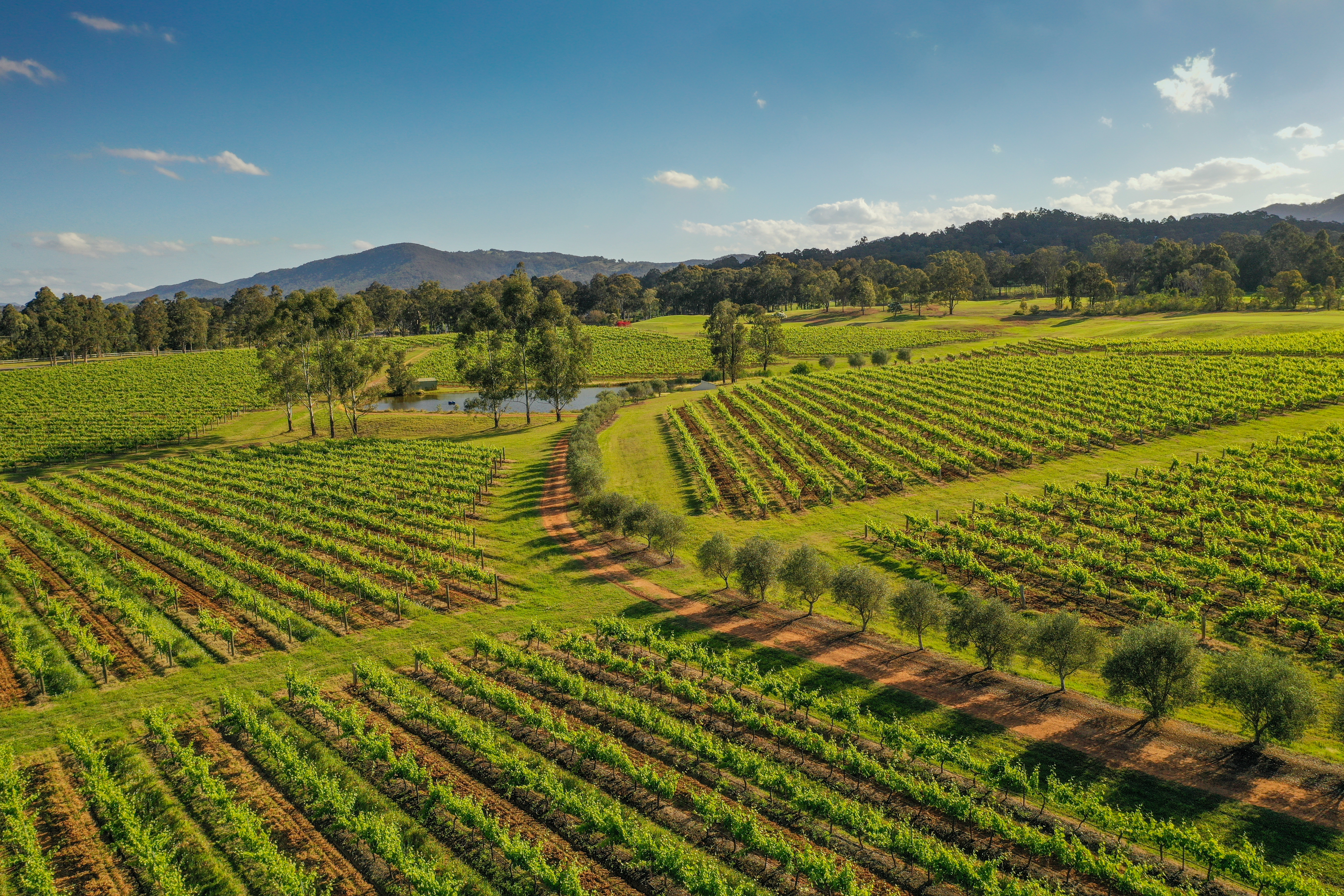 Aerial shot of Brokenwood vineyard